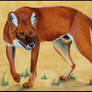 Dhole