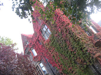 overgrown house