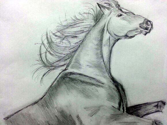 Sketch of a Horse