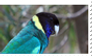 Port Lincoln Parrot Stamp