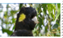 Yellow-eared Cockatoo Stamp