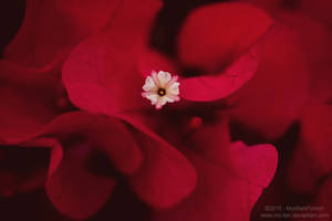 Bougainvilleas