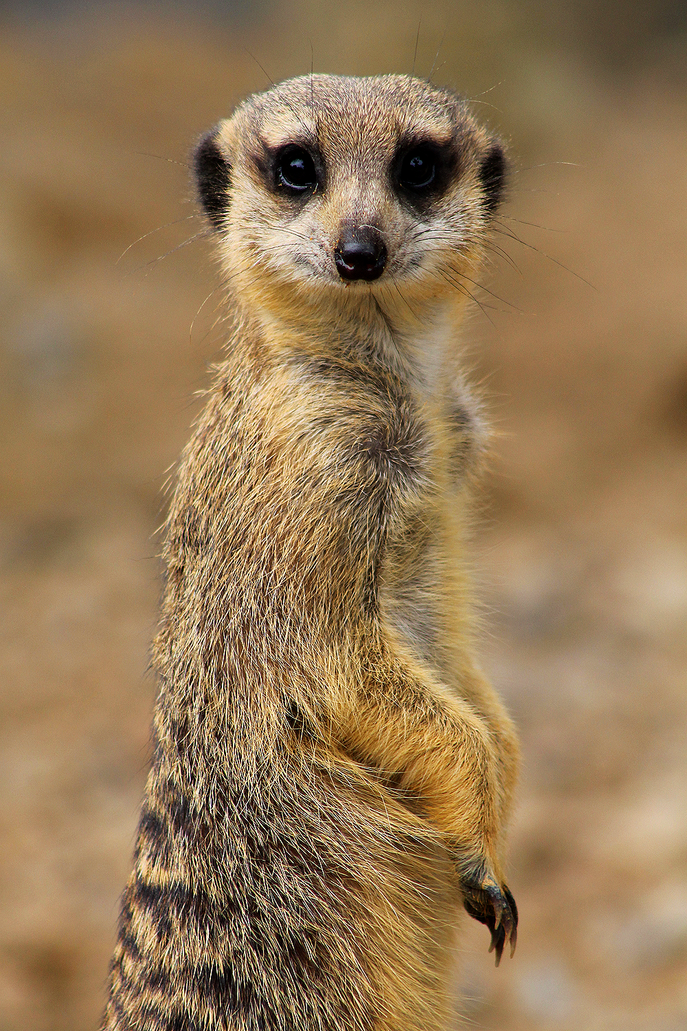 Meerkat