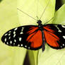 Black and red butterfly with some white spots