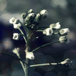 Some plant by idontlikeit