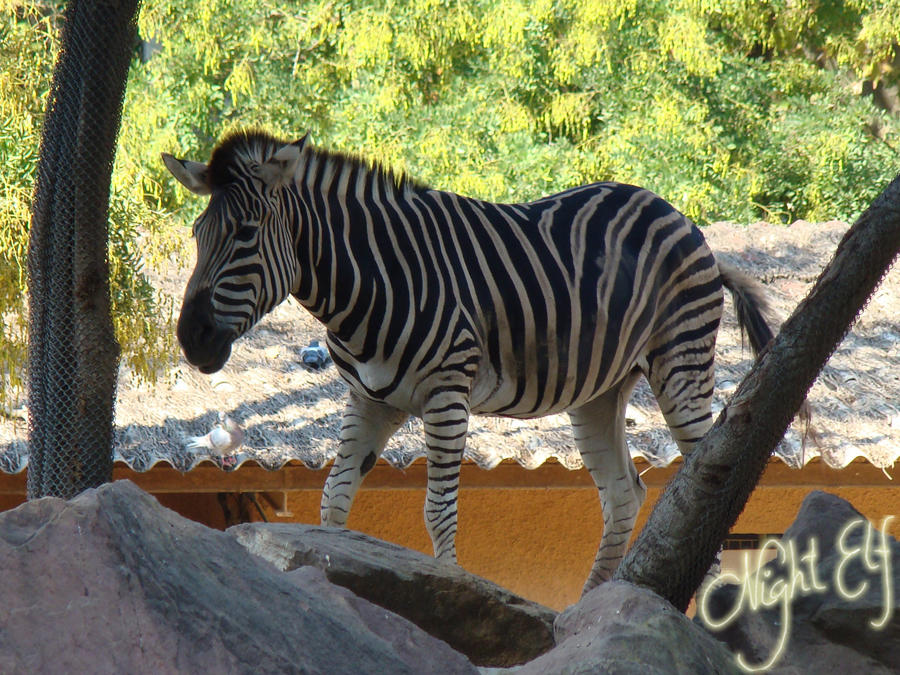 Stripes