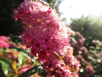 Spirea Blossoms