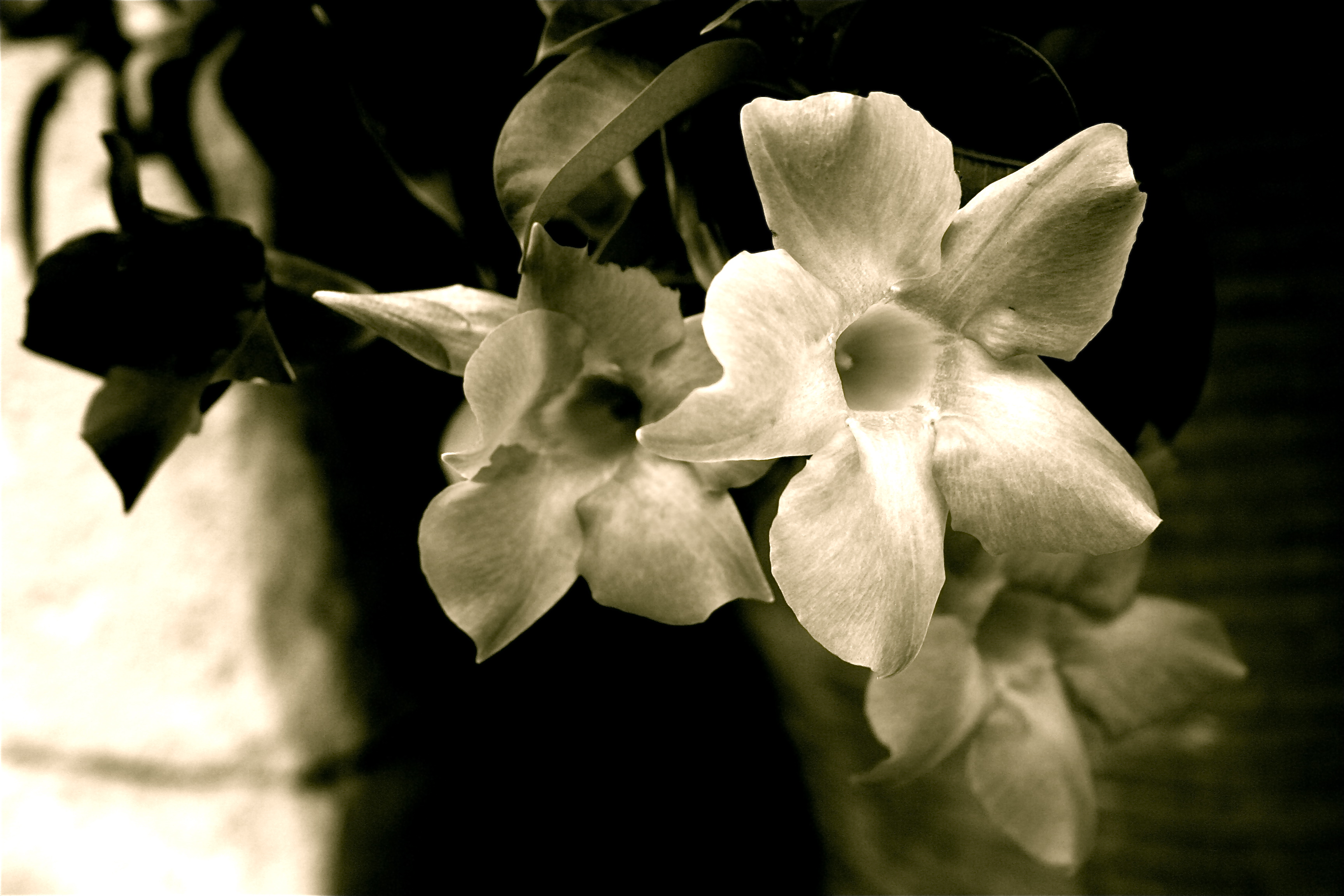 White flowers