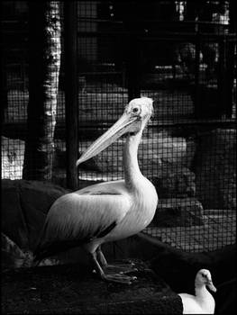 Pelican n.2 BW