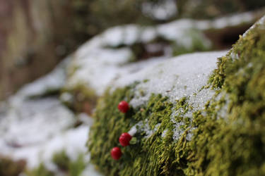 berries and snow