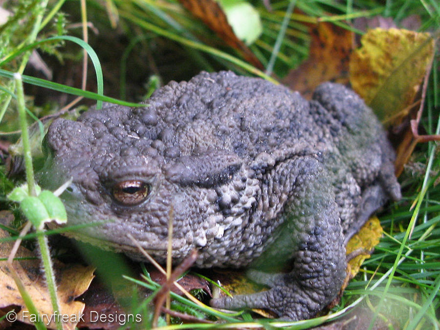 Shadowy Toad Toad by fairyfreakster on DeviantArt