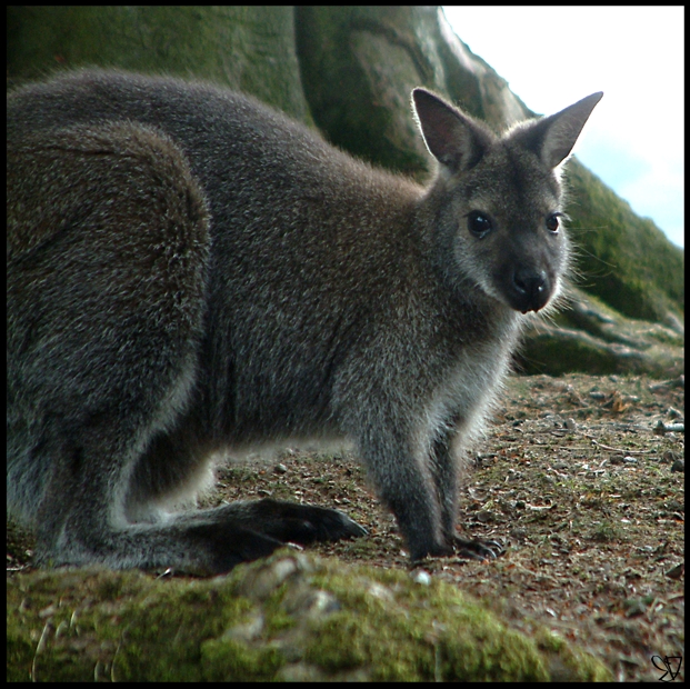 Wallaby