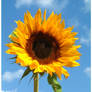 Sunflower and blue sky