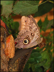 Butterfly at Longleat