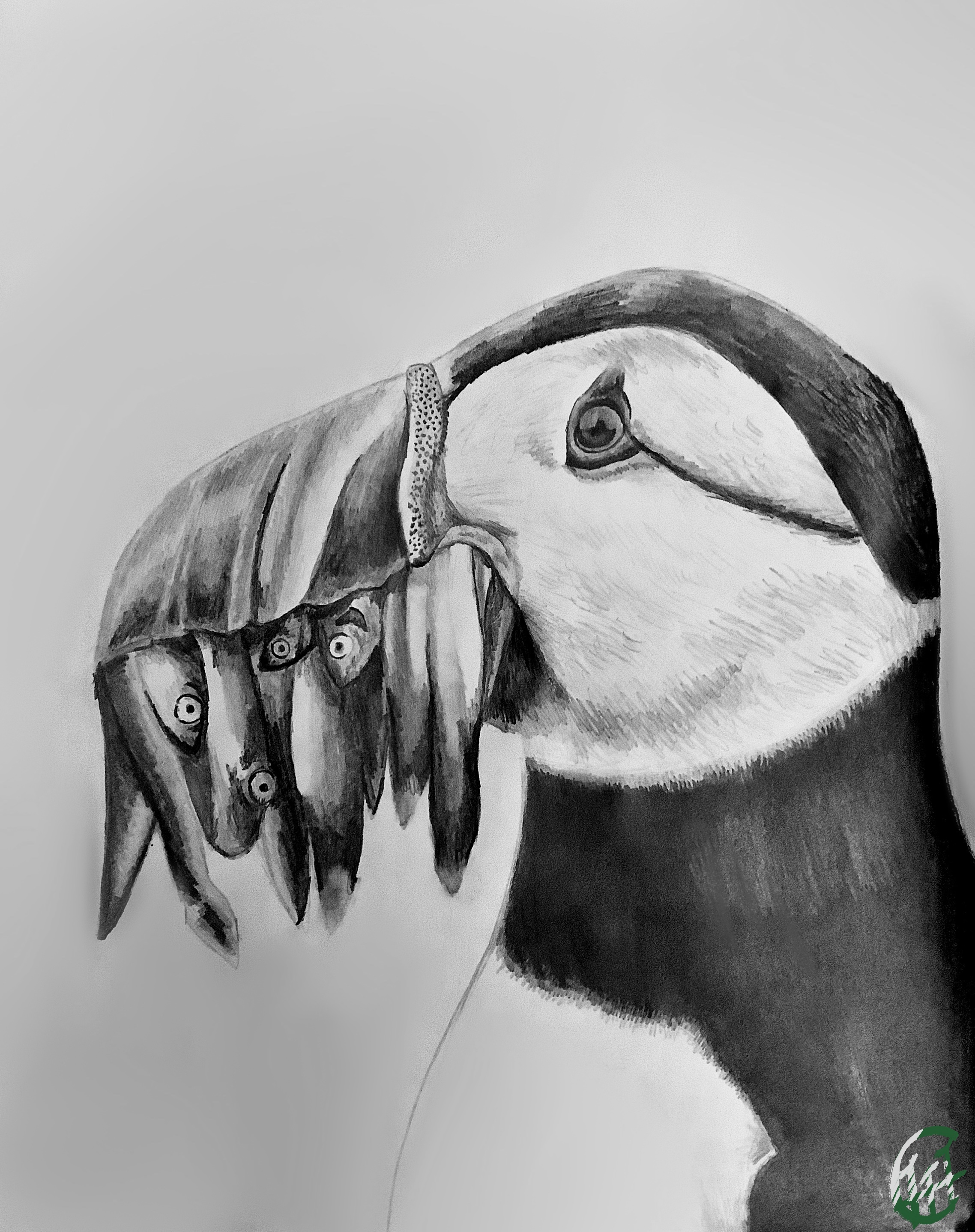 (REQUEST) Puffin