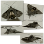 Look at this small moth!