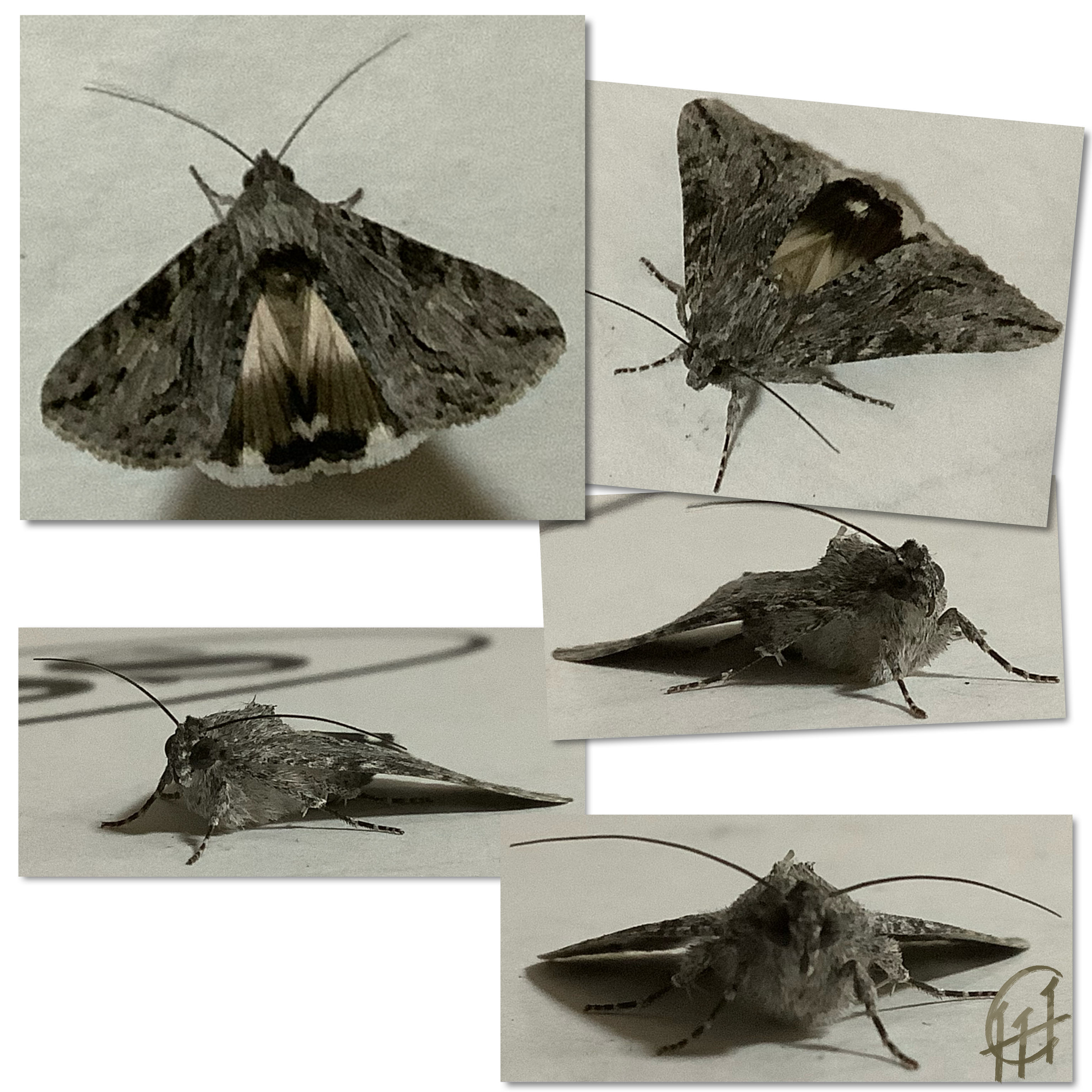 Look at this small moth!