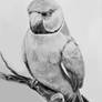 (REQUEST) Ringneck Parrot