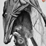 Giant Bat