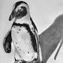 African Penguin