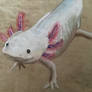 Axolotl