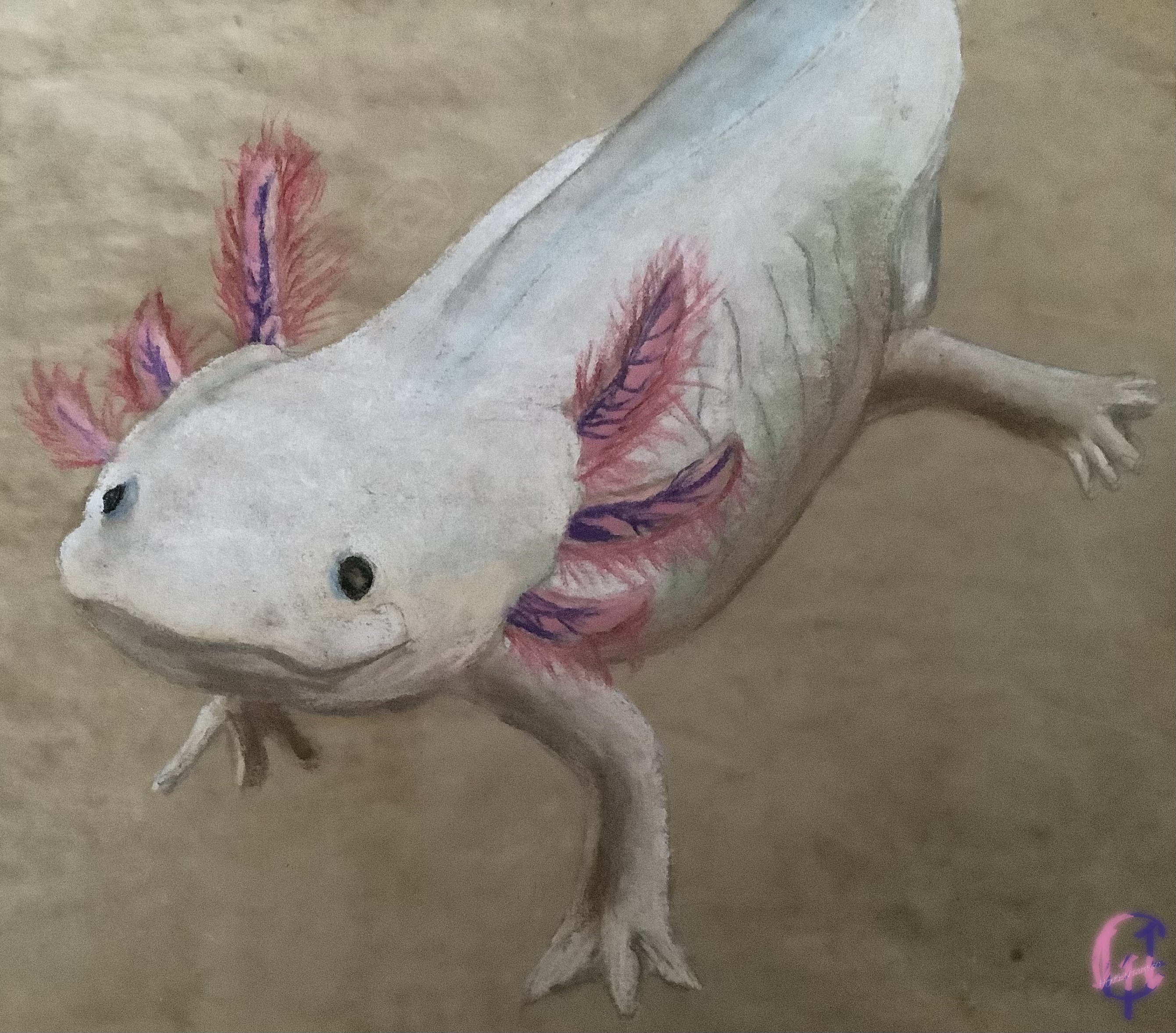 Axolotl