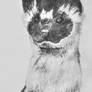 Long-tailed Weasel