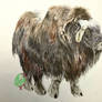 Muskox