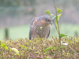 Sparrow for breakfast ?