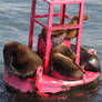 Sea lions