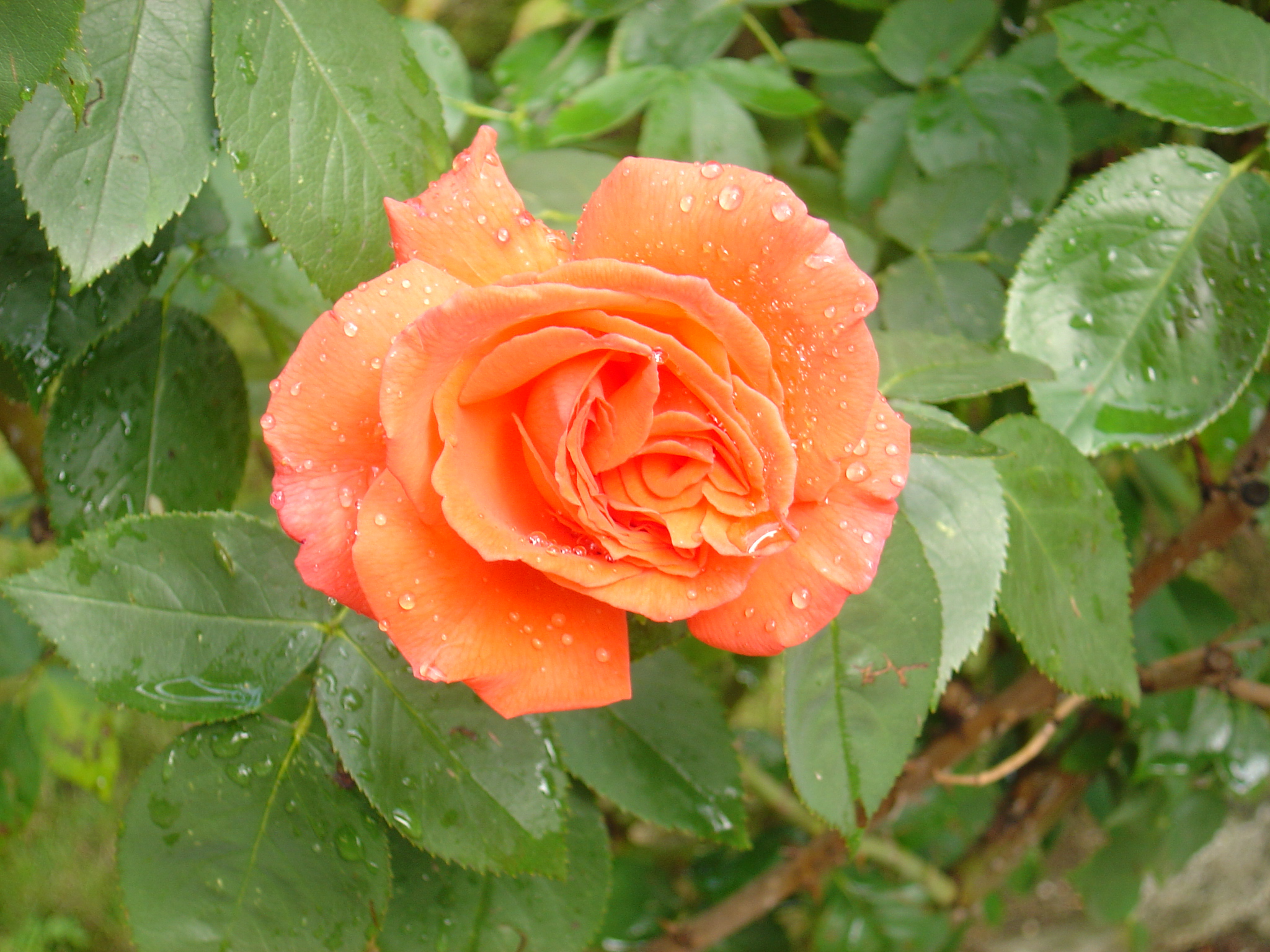 Stock - orange Rose by Silentwaters