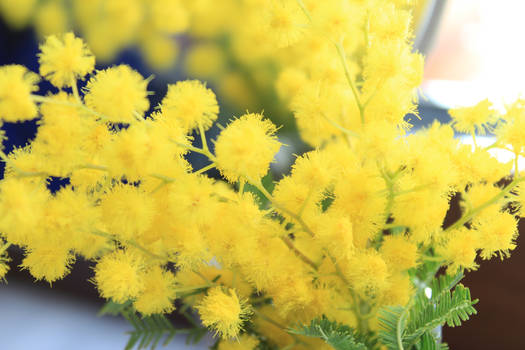 mimose