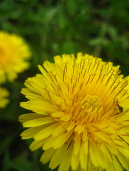 Dandelion Love III