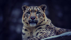Snow leopard.