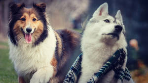 Dogs~for Dimitri.