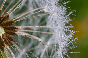 wavelet in the dandelion