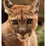 Mountain Lion's Gaze