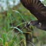 Collecting for the nest