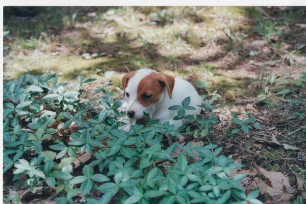 Riley as a pup by DrawingMaster1 on DeviantArt