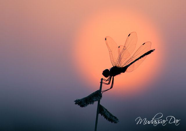 Dragonfly