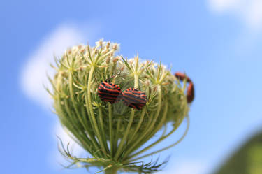 Double date on double umbel