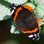 Red Admiral