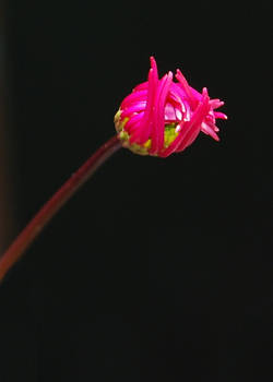 Pink Daisy Bud