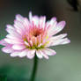 Aster 5