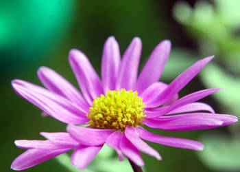 Pink petal daisy macro