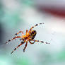 Come into my parlour