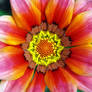 Pink Gazania 2