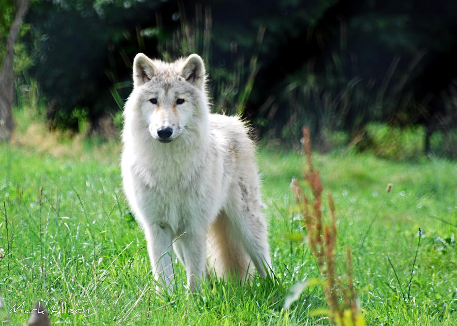 Arctic Wolf