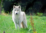 Arctic Wolf by Mark-Allison