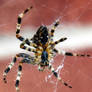 Orb Weaver